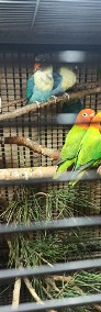 Papugi nierozłączki-3