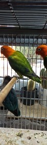 Papugi nierozłączki-4
