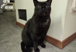 Czarny kot Luntrus szuka domku! - Fundacja ''Koci Pazur''