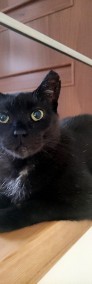 Czarny kot Luntrus szuka domku! - Fundacja ''Koci Pazur''-4