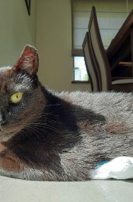 Czarny kot Luntrus szuka domku! - Fundacja ''Koci Pazur''-2