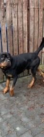 Oddam pięknego rottweilera - Jimmy'ego-3