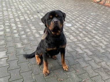 Oddam pięknego rottweilera - Jimmy'ego-1