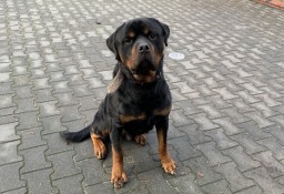 Oddam pięknego rottweilera - Jimmy'ego