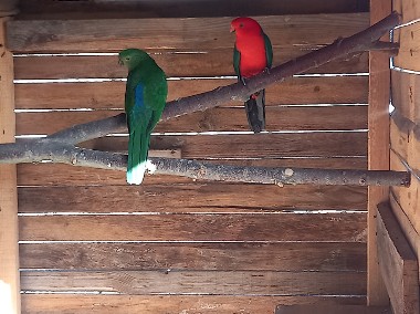 Papugi szkarłatki para-1