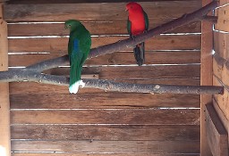 Papugi szkarłatki para