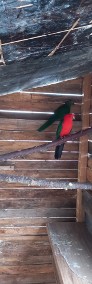 Papugi szkarłatki para-3
