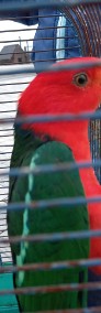 Papugi szkarłatki para-4