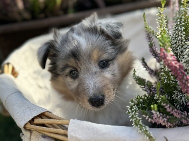 Owczarek szetlandzki ( sheltie )  FCI-1