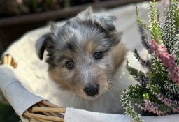 Owczarek szetlandzki ( sheltie )  FCI