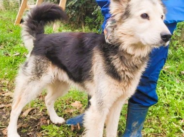 FOREST – piękny i kochany mix husky szuka domu-1