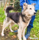 FOREST – piękny i kochany mix husky szuka domu