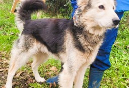 FOREST – piękny i kochany mix husky szuka domu