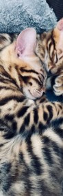 Śliczne koty bengalskie -4