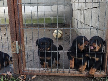 Szczeniaki Rottweiler-1