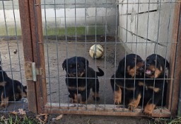 Szczeniaki Rottweiler