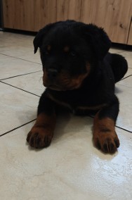 Szczeniaki Rottweiler-2