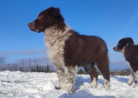 Pies Rasowy Border Collie , szczeniak z instynktem na gospodarstwo