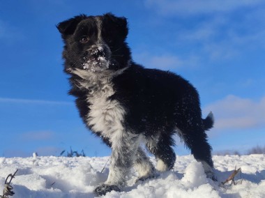 Piękna Suczka Border Collie - Rasowy Szczeniak z hodowli z pełną dok.-1