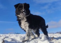 Piękna Suczka Border Collie - Rasowy Szczeniak z hodowli z pełną dok.