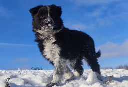 Piękna Suczka Border Collie - Rasowy Szczeniak z hodowli z pełną dok.