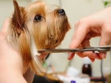 Kurs strzyżenia psów Kurs groomingu promocja 12dni- 4900zł ,6dni-2900zł-1