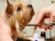 Kurs strzyżenia psów Kurs groomingu promocja 12dni- 4500zł ,6dni-2500zł