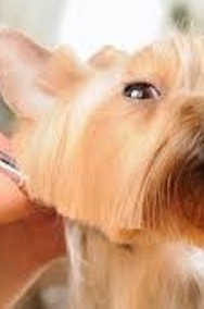 Kurs strzyżenia psów Kurs groomingu promocja 12dni- 4900zł ,6dni-2900zł-2