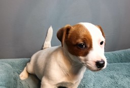 Sprzedam Jack Russell Terrier 