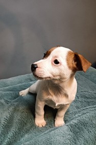 Sprzedam Jack Russell Terrier -2