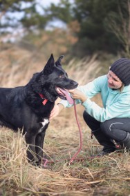 Piękny MIŁEK w typie owczarka szuka domu !! Do adopcji !!-2