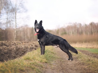 Piękny MIŁEK w typie owczarka szuka domu !! Do adopcji !!-1