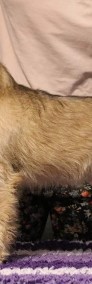 Irish soft coated wheaten terrier - terier pszeniczny - szczeniak -3