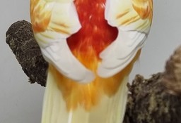 Świergotka Seledynowa Lutino Oranż samce 2023 r.