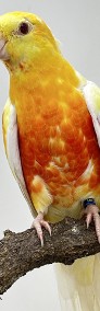 Świergotka Seledynowa Lutino Oranż samce 2023 r.-4