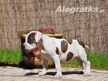 American Staffordshire Terrier, Amstaff, po Championach, ZKWP-1