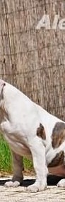 American Staffordshire Terrier, Amstaff, po Championach, ZKWP-3