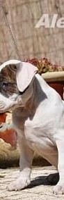 American Staffordshire Terrier, Amstaff, po Championach, ZKWP-4