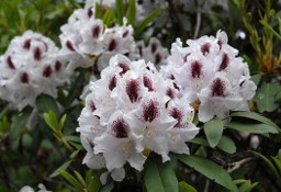 Różanecznik 'Calsap'/Rhododendron 'Calsap' C5