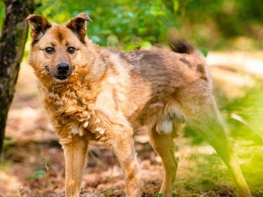 RUDZIK - kochany psiak uratowany z tragicznych warunków-1