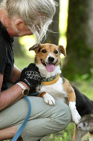 Ciapek szuka domu, pies, młody, w typie Jack Russell Terrier-2