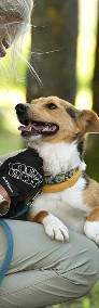 Ciapek szuka domu, pies, młody, w typie Jack Russell Terrier-4
