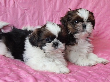 malutkie  szczeniaczki shih tzu-1