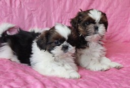 malutkie  szczeniaczki shih tzu