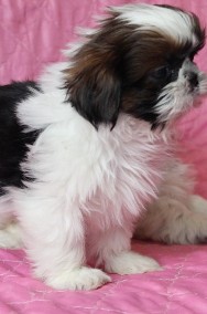 malutkie  szczeniaczki shih tzu-2