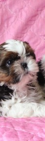 malutkie  szczeniaczki shih tzu-4