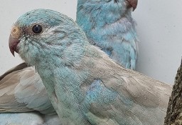 Świergotka Seledynowa Samce i Samice Blue Pastel/Opal 2023