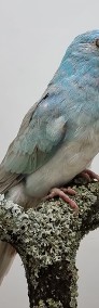 Świergotka Seledynowa Samce i Samice Blue Pastel/Opal 2023-3