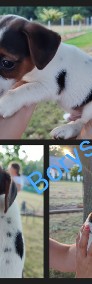 Jack Russell Terrier szczeniaki -4