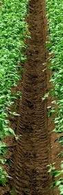 Mączka Bazaltowa, ekologiczny środek poprawiający jakość gleby. 30 zł 25kg-3